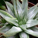Haworthia 'Grey Ghost' (cultivar)